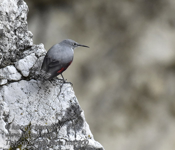 Tichodroma muraria Pomurnik Trepadeira-dos-muros Стенолаз