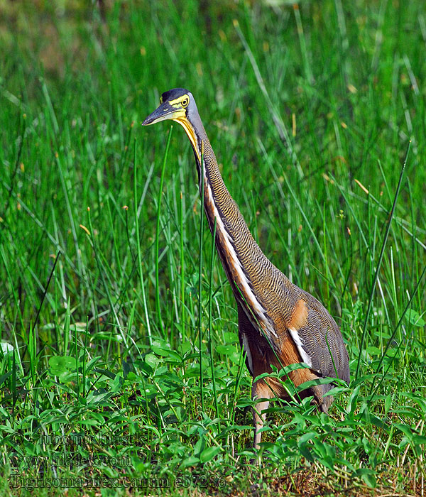 Tigrisoma mexicanum