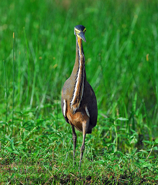 Tigrisoma mexicanum