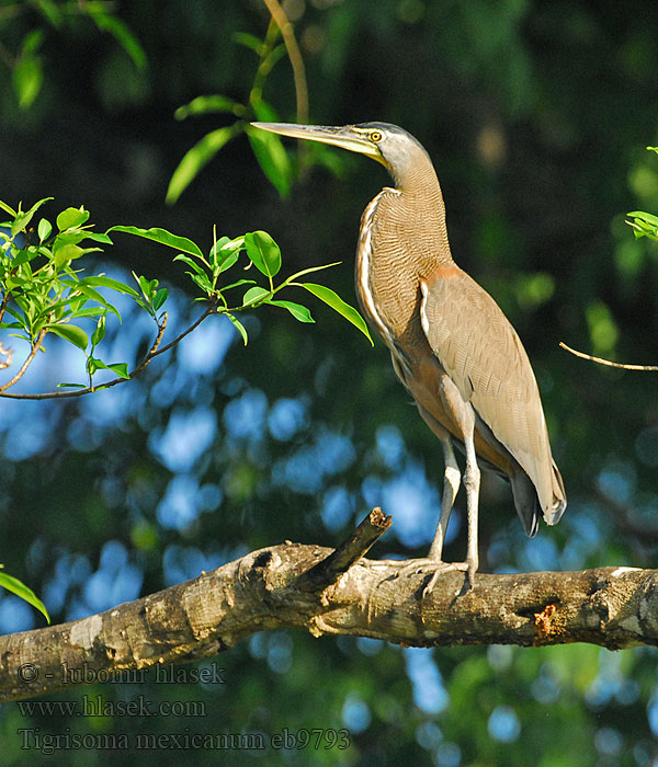 Bare-throated Tiger-Heron Tigrisoma mexicanum