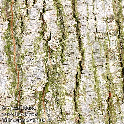 Tilia cordata Small-leaved Lime Linden Winterlinde Lípa malolistá srdčitá