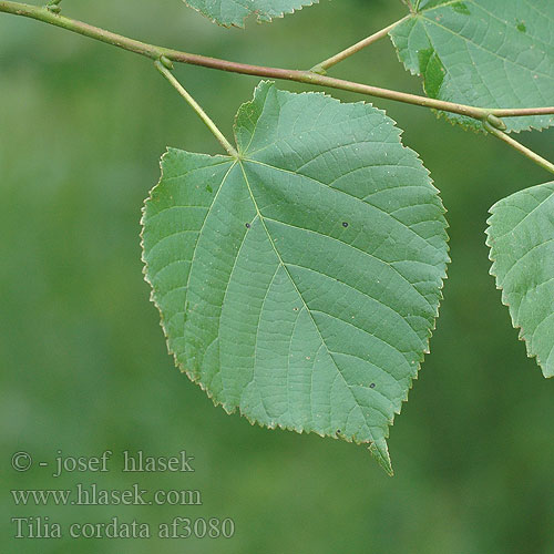 Tilia cordata Tilleul petites feuilles Wanterlann Kleinbladige linde