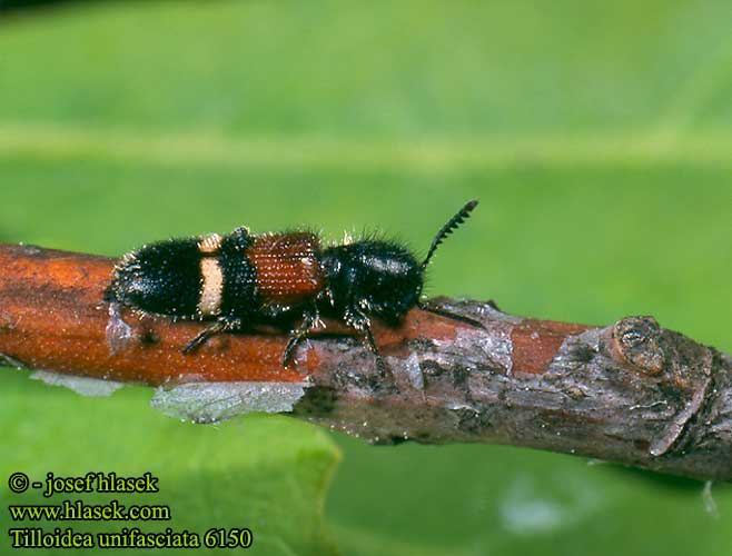 Tilloidea unifasciata