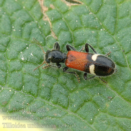 Tilloidea unifasciata ae4365