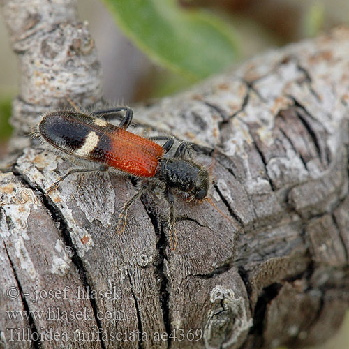 Tilloidea unifasciata ae4365