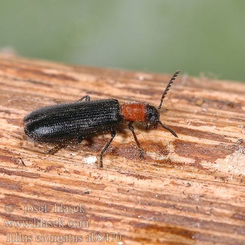 Tillus elongatus ab8470