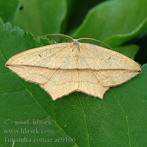 Timandra griseata comae Blood-vein Piroscsíkos csipkésaraszoló