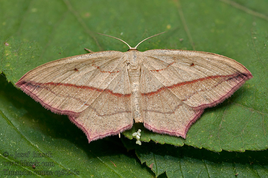 Blood-vein Timandra comae