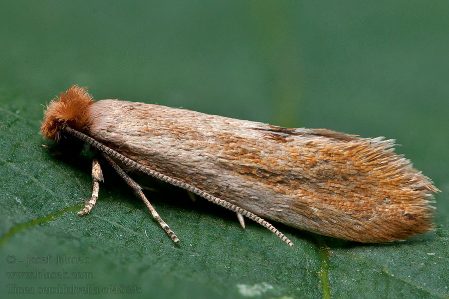 Tinea semifulvella Mol žlutavý Moľa žltá Auroramot