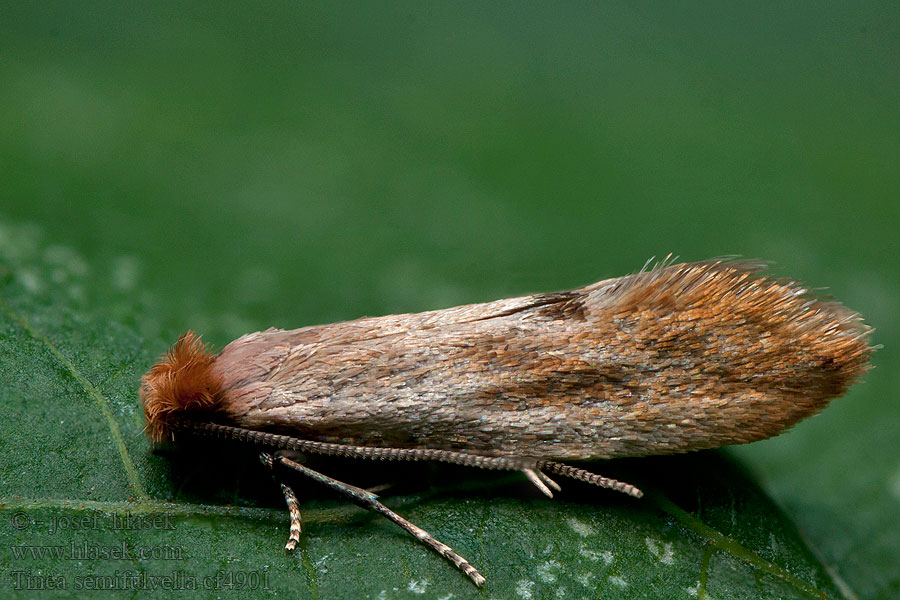 Tinea semifulvella Auroramot Fényes hulladékmoly Rödgul bomal