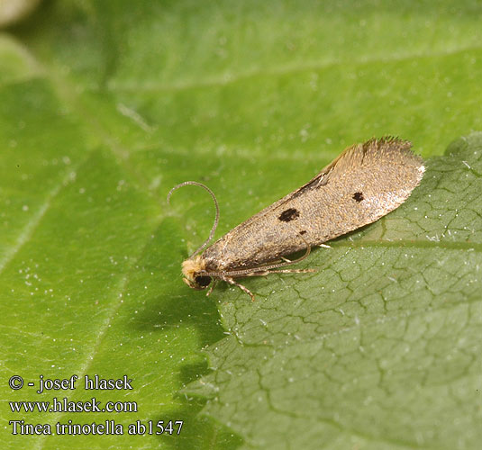 Tinea trinotella Mol trojtečný Bird's-nest Moth