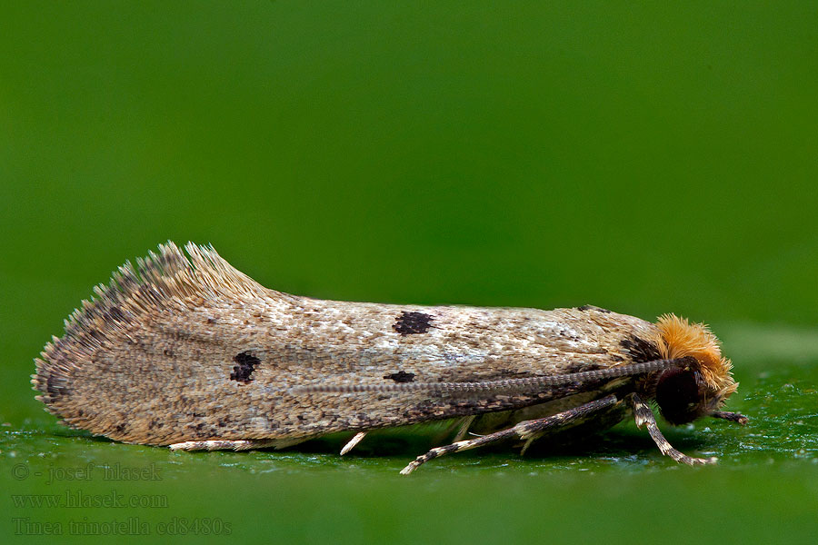 Tinea trinotella Hárompettyes fészekmoly Trepunktsboma