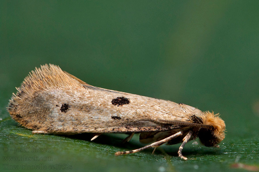 Mol trojtečný Tinea trinotella Trepunktredemøl