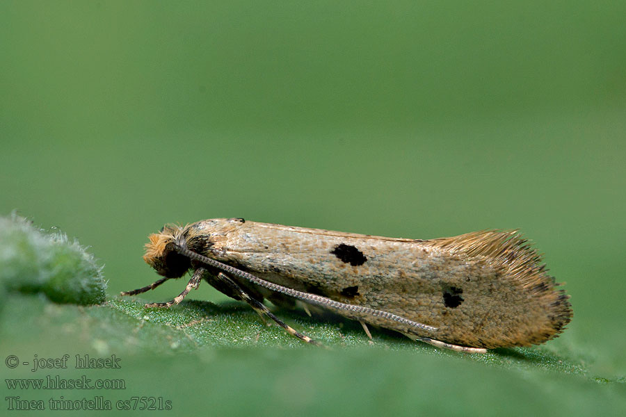 Tinea trinotella