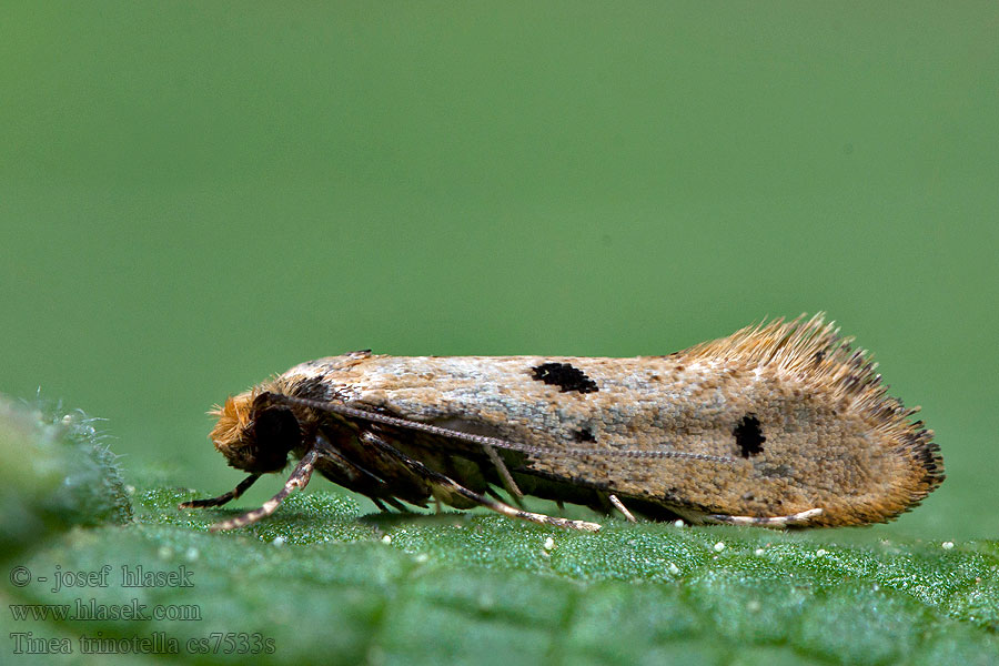 Tinea trinotella