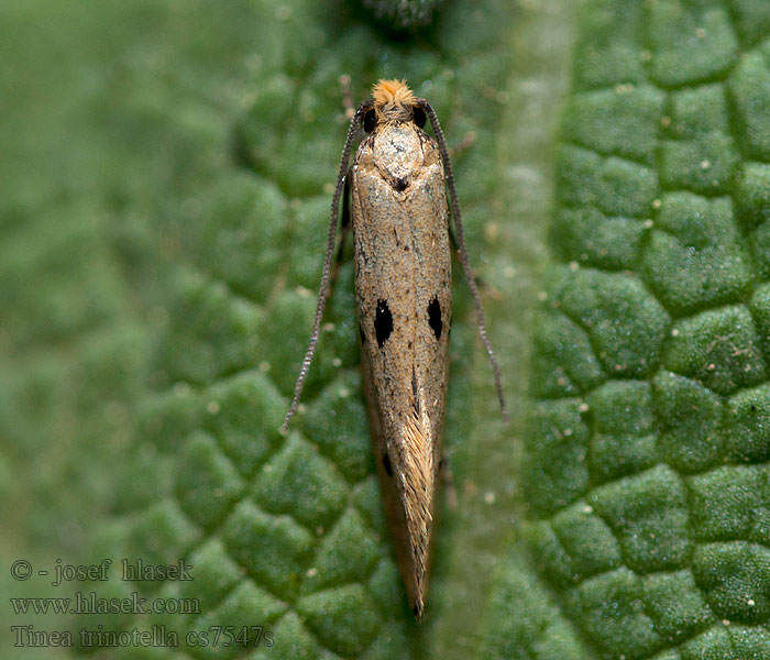 Tinea trinotella