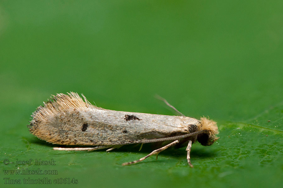 Tinea trinotella