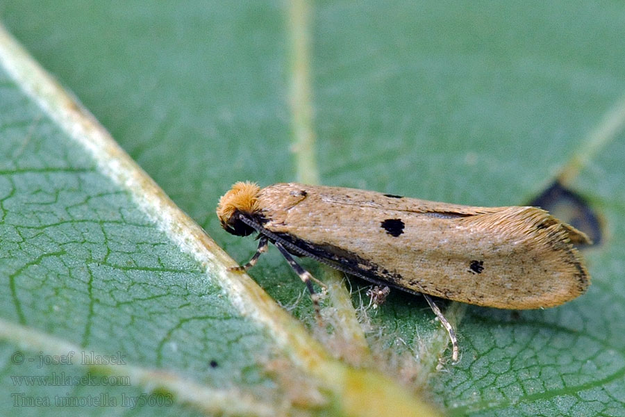 Bird's-nest Moth Tinea trinotella