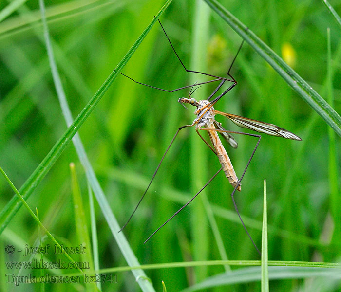 Tipula oleracea Tipuľa kapustová Koziułka warzywna Kålharkrank Kósza lószúnyog