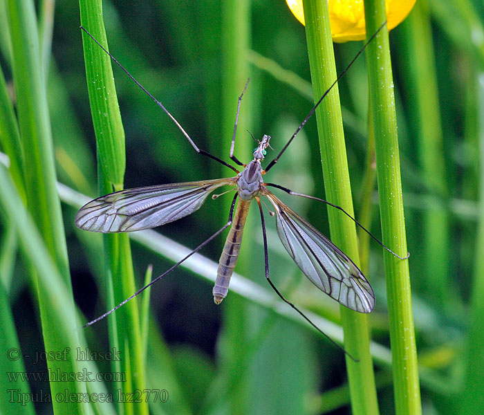 Tipula oleracea Tiplice zelná Kohlschnake