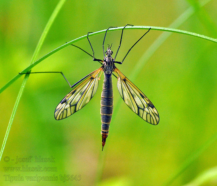 Tipula varipennis