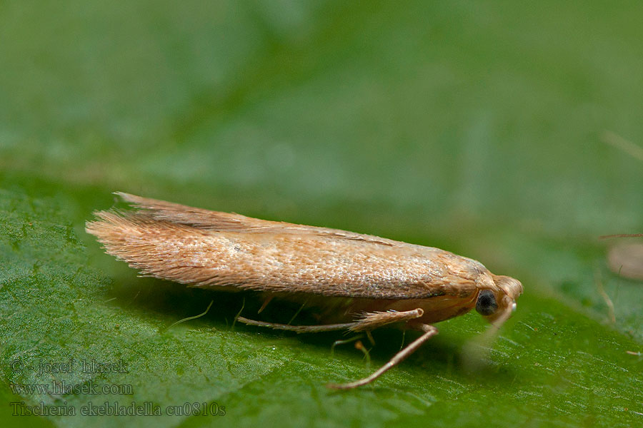 Tischeria ekebladella Mínovník dubový Gewone eikenvlekmot