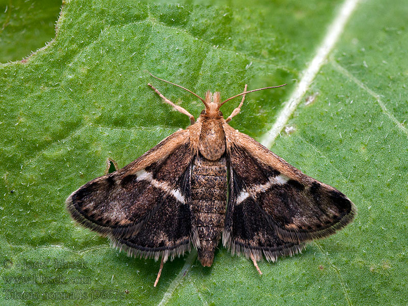 Titanio normalis Vijačka pupencová