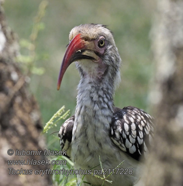 Tockus rufirostris