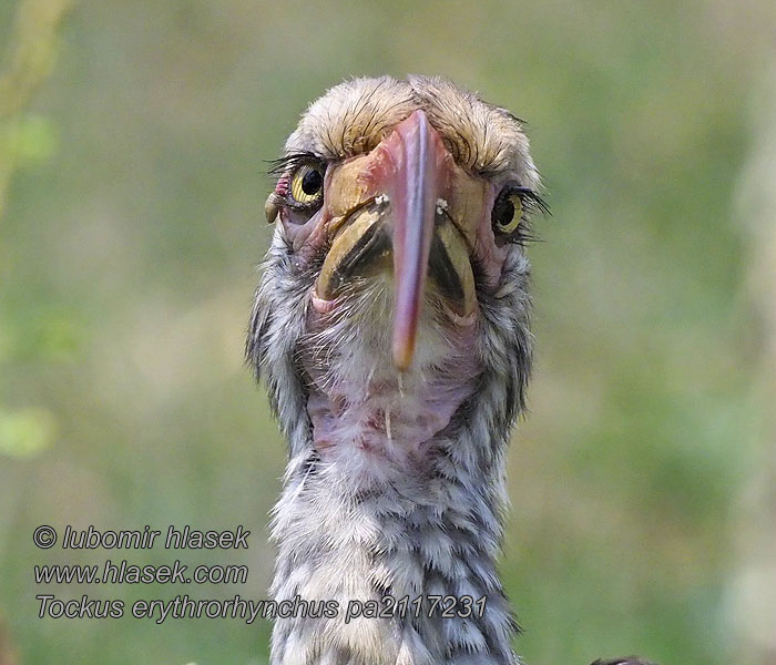 Tockus rufirostris