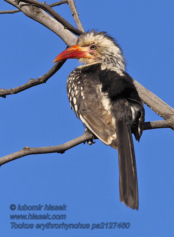 Tockus rufirostris