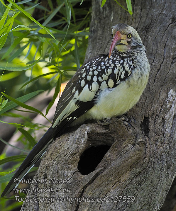 Tockus rufirostris