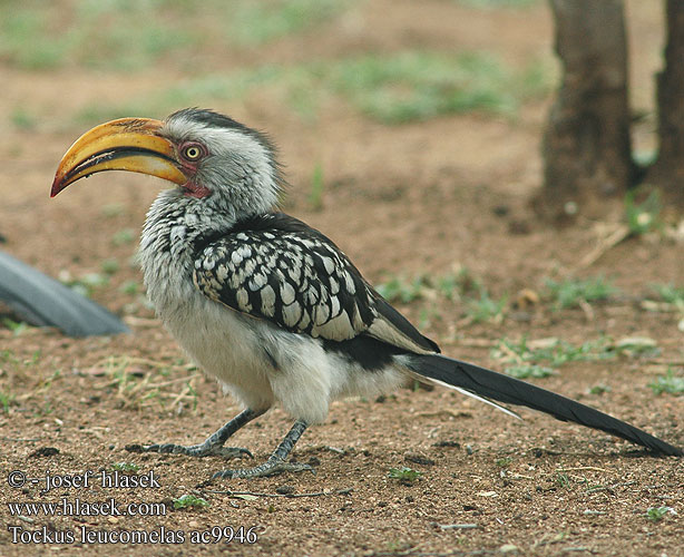 Tockus leucomelas SouthernYellow-billed Hornbill Kaffertoko