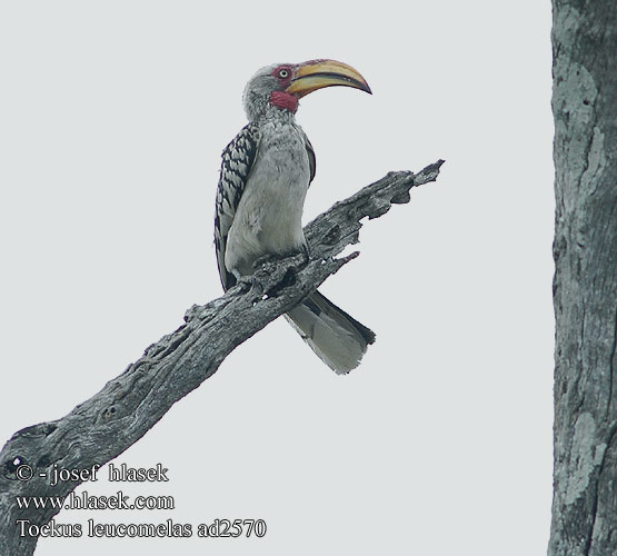 Yellow-billed Hornbill Kaffertoko etelänkeltatoko