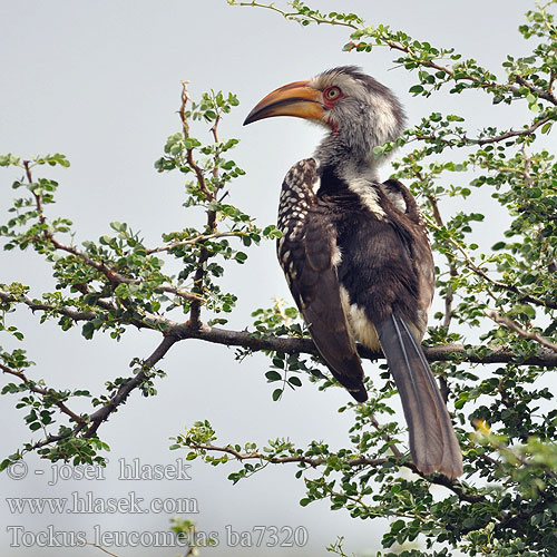 Tockus leucomelas SouthernYellow-billed Hornbill