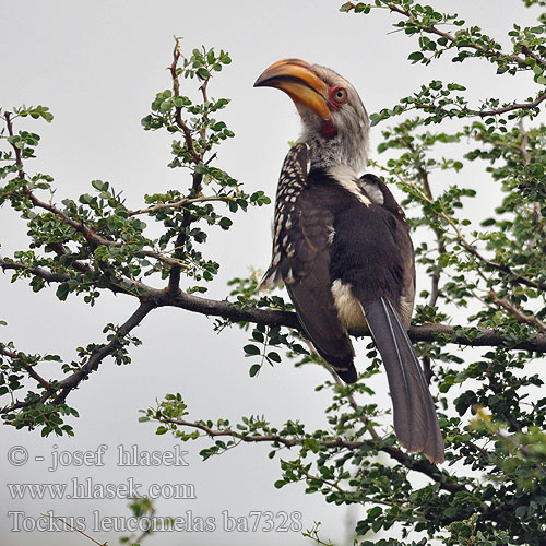 Tockus leucomelas ba7328