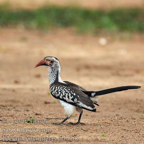 Tockus leucomelas bb0365