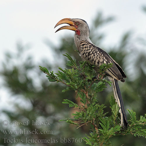 Southern Yellow-billed Hornbill Kaffertoko Etelänkeltatoko