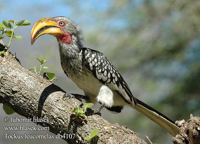 Tockus leucomelas Yellow-billed Hornbill Kaffertoko etelänkeltatoko