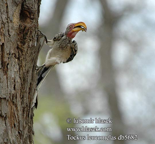 Tockus leucomelas Bucero beccogiallo meridionale Gelbschnabeltoko