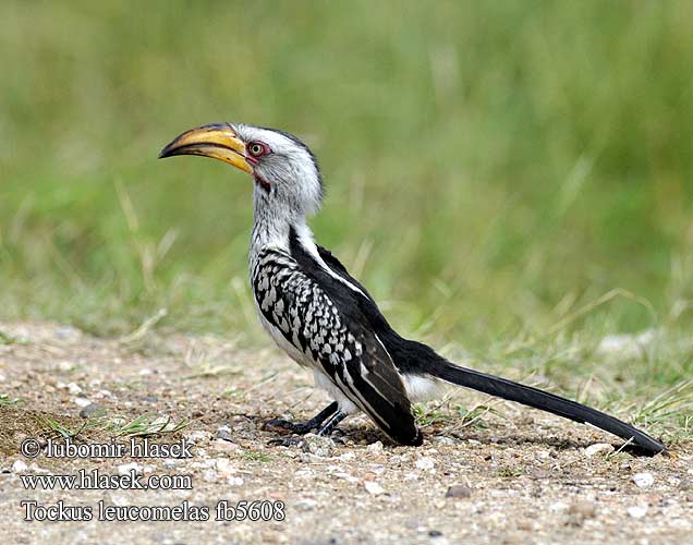 Tockus leucomelas SouthernYellow-billed