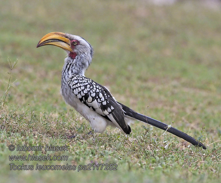 Tockus leucomelas