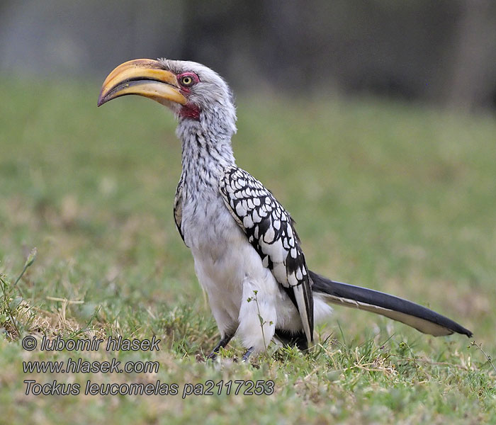 Tockus leucomelas