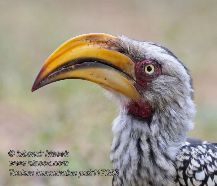 Tockus leucomelas