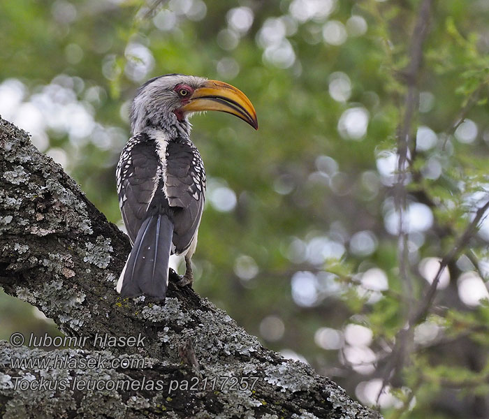 Tockus leucomelas