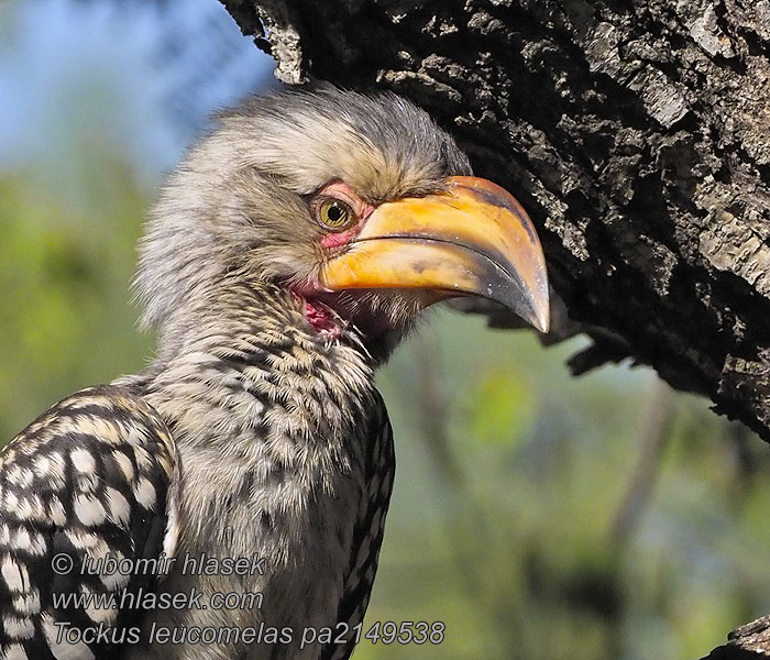 Tockus leucomelas