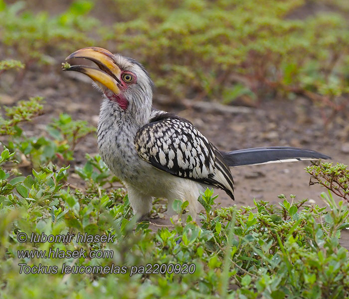 Tockus leucomelas