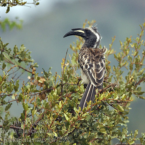 Tockus nasutus African Grey Hornbill Grå Toko harmaatoko Calao bec noir Grijze Tok Bucero grigio africano Grautoko Toko nosaty Zoborožec Toko šedý Toco Piquinegro Grå hornskata Grysneushoringvoël Серый токо ハイイロコサイチョウ