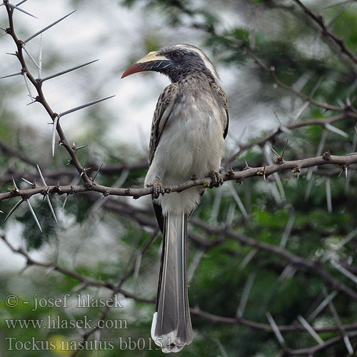 Toko nosaty Zoborožec Toko šedý Toco Piquinegro Grå hornskata Grysneushoringvoël Серый токо ハイイロコサイチョウ Tockus nasutus African Grey Hornbill Grå Toko harmaatoko Calao bec noir Grijze Tok Bucero grigio africano Grautoko