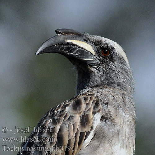 Grå hornskata Grysneushoringvoël Серый токо ハイイロコサイチョウ Tockus nasutus African Grey Hornbill Grå Toko Harmaatoko Calao bec noir Grijze Tok Bucero grigio africano Grautoko Toko nosaty Zoborožec Toko šedý Toco Piquinegro