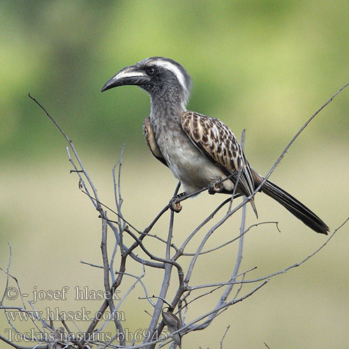 ハイイロコサイチョウ Tockus nasutus African Grey Hornbill Grå Toko Harmaatoko Calao bec noir Grijze Tok Bucero grigio africano Grautoko Toko nosaty Zoborožec Toko šedý Toco Piquinegro Grå hornskata Grysneushoringvoël Серый токо